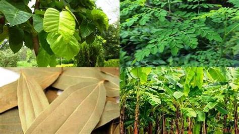 betel leaves pronunciation|Business Idea: इन पत्तों का बिजनेस है नोट गिनने की मशीन, घर बैठे .